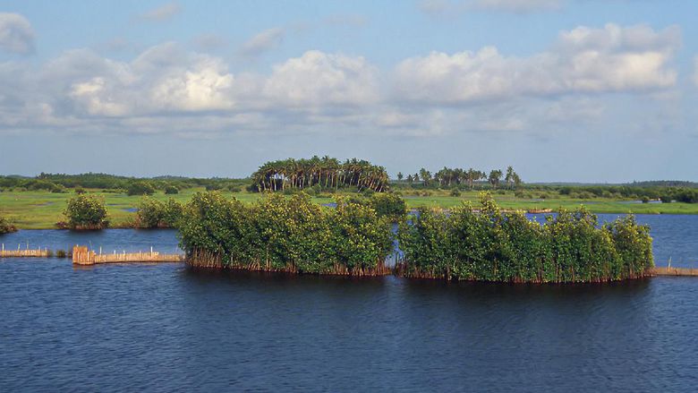 hutan mangrove Benin hutan mangrove Benin