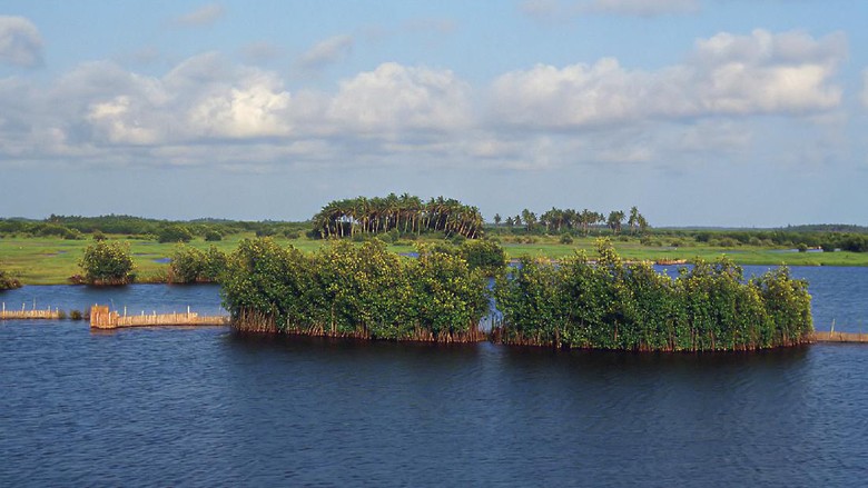 hutan mangrove Benin