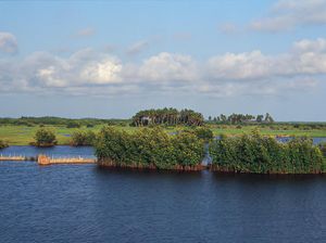 Hutan Mangrove Punya Fungsi Ekologis, Biologis dan Ekonomis, Ini Penjelasannya