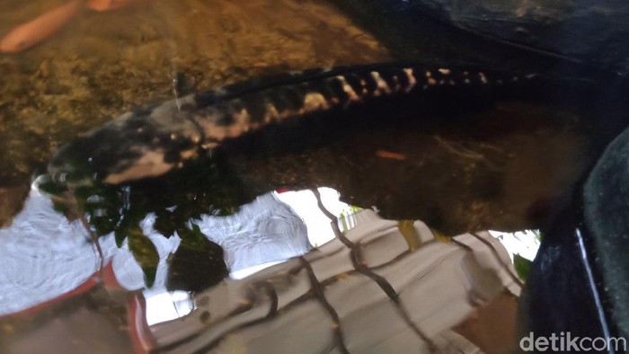 Ikan Toman yang ditemukan warga di lokasi penemuan terowongan kuno, Klaten, Senin (6/9/2021).
