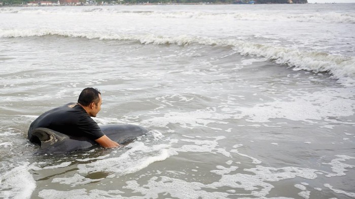 LUMBA-LUMBA TERDAMPAR DI PANTAI TULUNGAGUNG Sejumlah lumba-lumba terdampar di Pantai Sidem, Tulungagung. Upaya penyelamatan lumba-lumba itu pun dilakukan oleh para relawan pada akhir pekan lalu.
