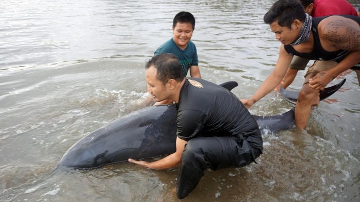 LUMBA-LUMBA TERDAMPAR DI PANTAI TULUNGAGUNG Sejumlah lumba-lumba terdampar di Pantai Sidem, Tulungagung. Upaya penyelamatan lumba-lumba itu pun dilakukan oleh para relawan pada akhir pekan lalu.