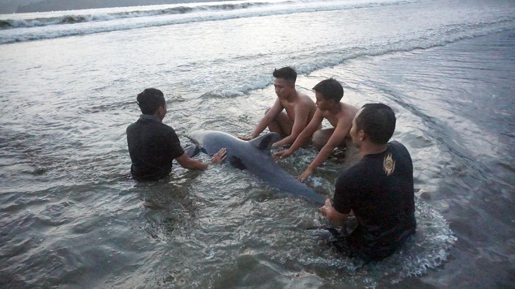 Momen Penyelamatan Lumba-lumba yang Terdampar di Pantai Tulungagung