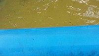 Warna dasar kolam plastik ini kuning, airnya mah bening. Beneran bening itu. Foto: Dok. Brightside