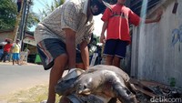 warga setempat, Fajar Ari Widodo, mengatakan pada detikcom, saat ditimbang bulus tersebut memiliki berat mencapai 20 kilogram. Ukurannya pun cukup besar yakni panjang 80 cm dan lebar 36 cm.  