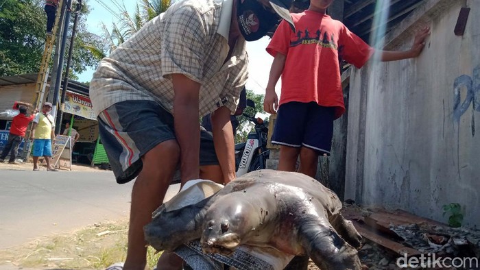 Warga digegerkan oleh penemuan bulus (labi-labi) berukuran besar di terowongan kuno Klaten. Bulus itu diketahui memiliki berat mencapai 20 kilogram. Ini fotonya