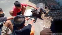 Setelah penemuan ikan buas jenis Toman, warga sekitar lokasi temuan terowongan kuno Klaten, Jawa Tengah kembali dibuat heboh. Di lokasi yang dekat bekas kolam pemancingan itu ditemukan bulus (labi-labi) berukuran besar.