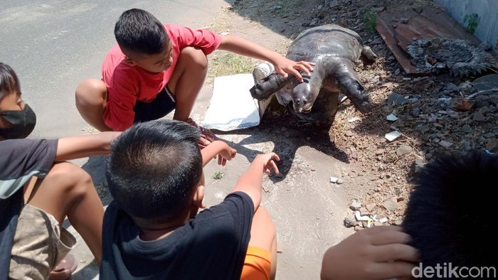 Penampakan Bulus 20 Kg yang Ditemukan di Terowongan Kuno Klaten Warga digegerkan oleh penemuan bulus (labi-labi) berukuran besar di terowongan kuno Klaten. Bulus itu diketahui memiliki berat mencapai 20 kilogram. Ini fotonya