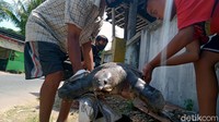Bulus itu rencananya akan diawetkan oleh warga yang disebutnya bisa menjadi ikon tempat tersebut.  Sebelumnya diberitakan, warga juga sempat menemukan ikan Toman, ikan buas asal Kalimantan di lokasi penemuan terowongan kuno itu sepekan sebelumnya.