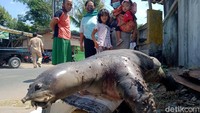 Ari mengatakan dulu pernah ada yang menembak bulus atau labi-labi di lokasi kolam tersebut. Saat ditemukan, ungkap Ari, binatang itu sudah mati mengapung. Ari menduga bulus itu mati karena terkena ekskavator saat mengeruk bekas kolam.  
