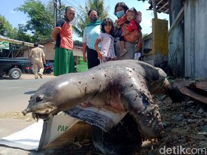 Deskripsi Ahli LIPI Soal Temuan Bulus 20 Kg di Dekat Terowongan Kuno Klaten