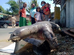 Bulus Raksasa Gegerkan Area Terowongan Kuno Klaten, Ini Serba-serbinya
