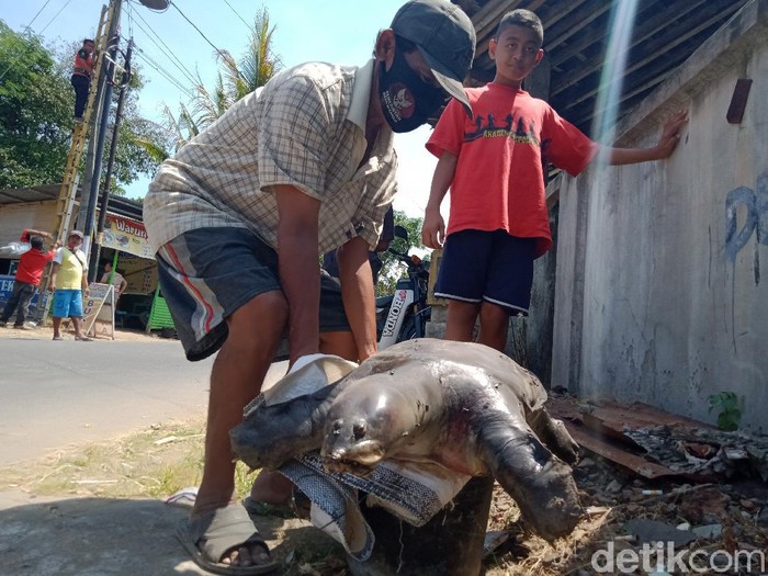 Penemuan bulus di dekat terowongan kuno, Klaten, Senin (6/9/2021).