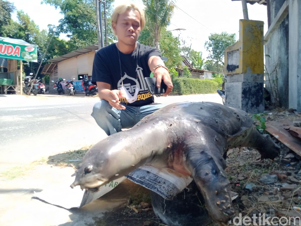 Penemuan bulus di dekat terowongan kuno, Klaten, Senin (6/9/2021).