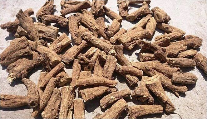 5 Fakta Qusthul Hindi, Herbal yang Ada di Hadits Nabi Muhammad SAW