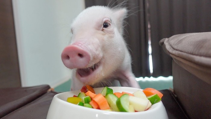 Vlogger Babi Imut Ini Berakhir Jadi Babi Panggang Setelah Terkenal di YouTube