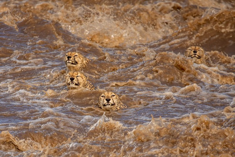 Wildlife Photographer of the Year 2021 Wildlife Photographer of the Year 2021