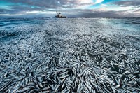 Wildlife Photographer of the Year 2021
