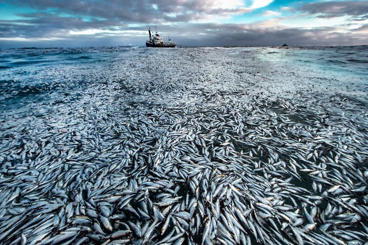 Wildlife Photographer of the Year 2021