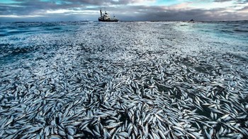 Audun Rikardsen (Norwegia). Menampilkan jaring pukat cincin ditutup yang pecah karena terlalu menangkap banyak ikan di lepas pantai Norwegia. Canon EOS-1D X Mark II +14mm f2.8 lens; 1/320 second at f13 (-0.33 e/v); ISO1600. Foto: Wildlife Photographer of the Year