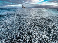 Karya Finalis Wildlife Photographer Of The Year 2021 Bikin Mata Terkesima