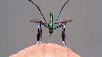 Gil Wizen Oleh (Israel/Kanada). Nyamuk Sabethes betina saat menghisap darah untuk menghasilkan telur. Nyamuk ini hanya ditemukan di Amerika Latin, panjangnya hanya 4 milimeter. Alat: Canon EOS 7D + 100mm f2.8 lens; 6 x 1/30 second at f11; ISO200; Twin Lite Macro Flash. Foto: Wildlife Photographer of the Year