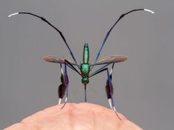 Karya Finalis Wildlife Photographer Of The Year 2021 Bikin Mata Terkesima