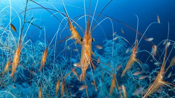 Laurent Ballesta (Prancis). Udang narwhal yang hidup di lepas pantau Mediterania Prancis. Nikon D5+ 15–30mm f2.8 lens at 30mm; 1/40 second at f20; ISO1600; Seacam housing; Sort of a spotlight. Foto: Wildlife Photographer of the Year
