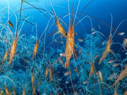 Karya Finalis Wildlife Photographer Of The Year 2021 Bikin Mata Terkesima