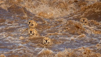 Karya Buddhilini De Soyza (Sri Lanka/Australia). Grup cheetah jantan Tano Bora melompat ke Sungai Talek yang mengamuk di Maasai Mara Kenya. Alat: Canon EOS 5D Mark IV + 100–400mm f4.5–5.6 lens at 400mm; 1/2000 seconds at f5.6; ISO 640. Foto: Wildlife Photographer of the Year