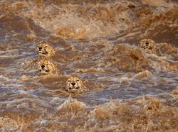 Karya Finalis Wildlife Photographer Of The Year 2021 Bikin Mata Terkesima