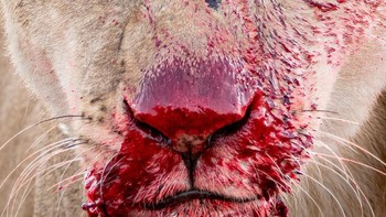 Karya Lara Jackson (Inggris). Singa yang habis menyantap rusa di Taman Nasional Serengeti Tanzania. Alat: Lensa Canon EOS 750D + Sigma 150–600mm f5–6.3 pada 283mm; 1/400 detik pada f5.6; ISO 500. Foto: Wildlife Photographer of the Year