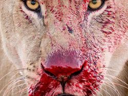 Karya Finalis Wildlife Photographer Of The Year 2021 Bikin Mata Terkesima