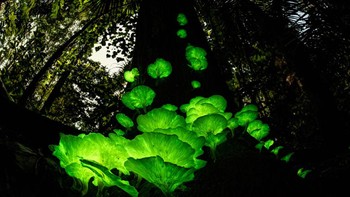 Juergen Freund (Jerman/Australia). Jamur hantu di pohon mati di hutan hujan di Queensland, Australia. Alat: Nikon D800E + 16mm f2.8 lens; 8 x 300 seconds at f5.6; ISO 500; long distance cable; ground tripod. Foto: Wildlife Photographer of the Year