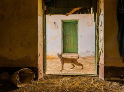 Karya Finalis Wildlife Photographer Of The Year 2021 Bikin Mata Terkesima