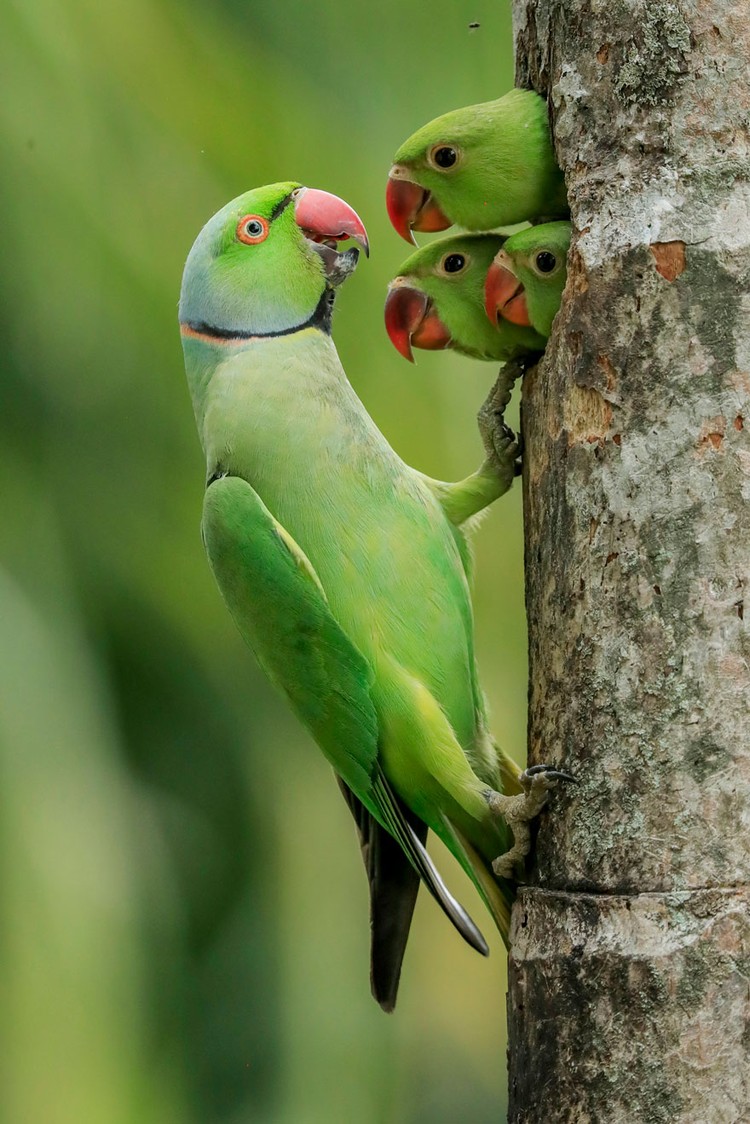 Wildlife Photographer of the Year 2021