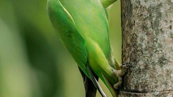 Karya Gagana Mendis Wickramasinghe berusia 10 tahun (Sri Lanka). Tiga anak burung parkit mengeluarkan kepala mereka dari lubang sarang saat ayah mereka kembali dengan membawa makanan. Gagana memotretnya dari balkon kamar tidur orang tuanya, di Kolombo, Sri Lanka. Canon EOS-1D X Mark II + lens 300mm f2.8 + resolution 2x III; 1/800 detik f7.1; ISO 3200; tripod. Foto: Wildlife Photographer of the Year