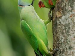 Karya Finalis Wildlife Photographer Of The Year 2021 Bikin Mata Terkesima
