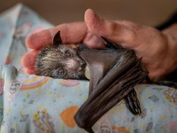 Karya Finalis Wildlife Photographer Of The Year 2021 Bikin Mata Terkesima