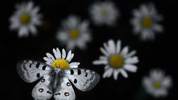 Emelin Dupieux (Prancis). Emelin telah lama bermimpi memotret Apollo, kupu-kupu gunung besar dengan lebar sayap hingga 90 milimeter (31/2 inci) dan sekarang salah satu kupu-kupu yang terancam di Eropa, terancam oleh iklim yang memanas dan peristiwa cuaca ekstrem. Alat: Lensa Nikon D7500 + Sigma 105mm f2.8; 1/1000 detik pada f3.2 (-1.7 e/v); ISO 1000. Foto: Wildlife Photographer of the Year