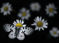 Karya Finalis Wildlife Photographer Of The Year 2021 Bikin Mata Terkesima