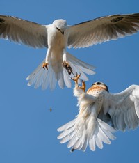 Wildlife Photographer of the Year 2021