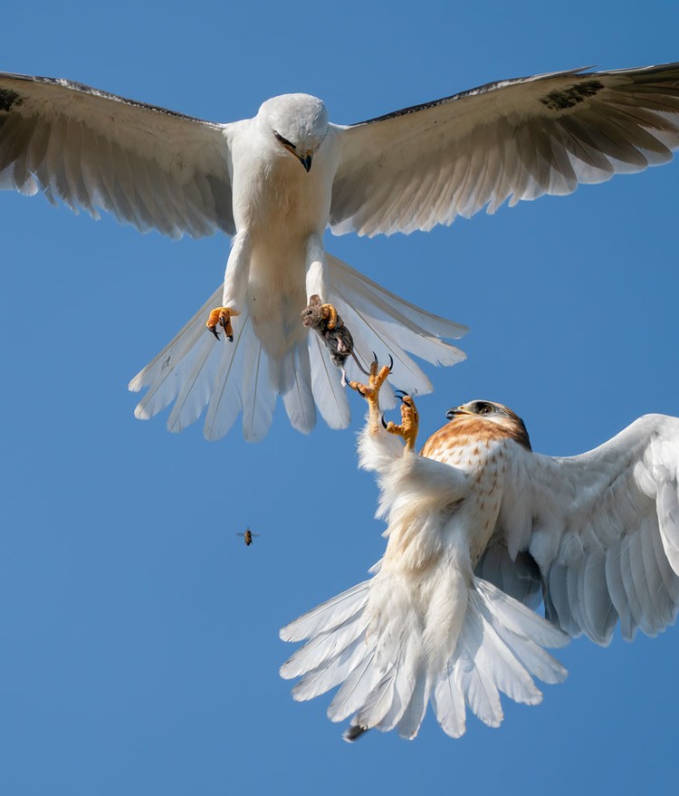 Wildlife Photographer of the Year 2021