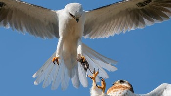 KArya Jack Zhi (AS). Alat: Sony ILCE-9M2 + lensa 600mm f4 + telekonverter 1,4x; 1/2500 detik pada f5.6; ISO 500. Foto: Wildlife Photographer of the Year