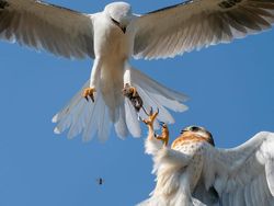Karya Finalis Wildlife Photographer Of The Year 2021 Bikin Mata Terkesima