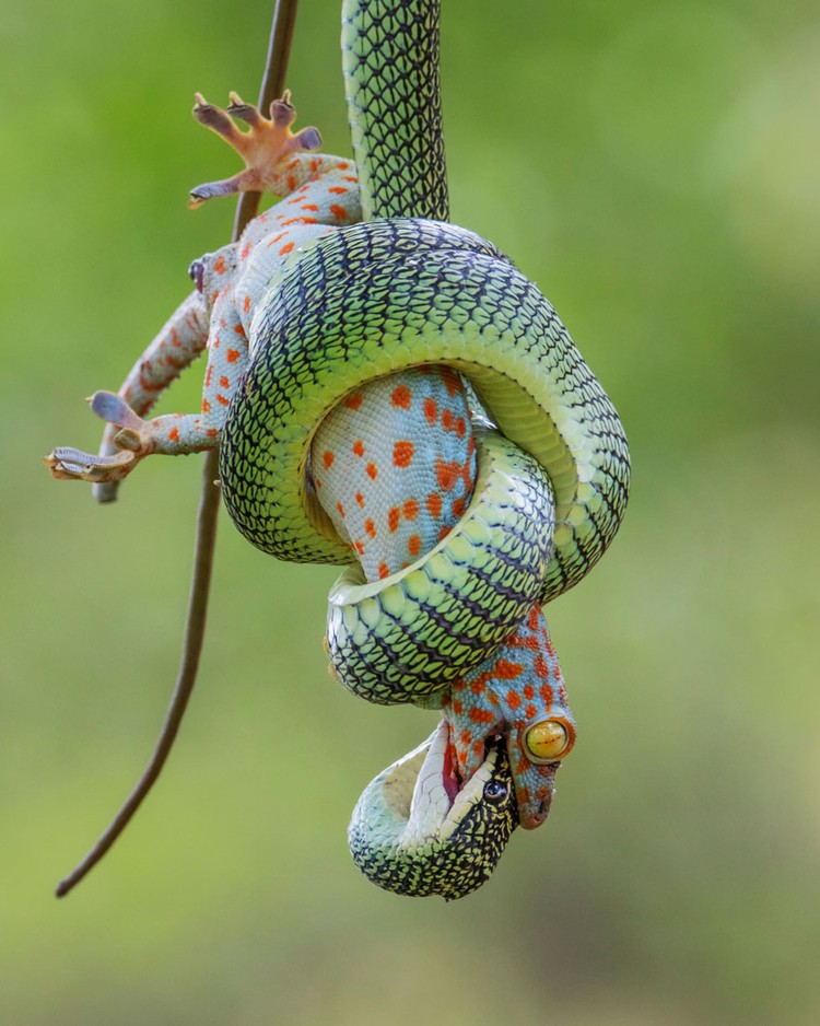 Wildlife Photographer of the Year 2021 Wildlife Photographer of the Year 2021