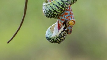 Karya Wei Fu (Thailand). Ular pohon emas vs tokek. Alat: Canon EOS 7 Mark II + Tamron SP 150–600mm f5–6.3 G2 Lens; 1/800 second at f7.1; ISO 1000 Foto: Wildlife Photographer of the Year