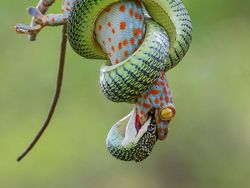 Karya Finalis Wildlife Photographer Of The Year 2021 Bikin Mata Terkesima