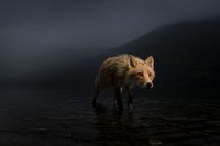 Wildlife Photographer of the Year 2021