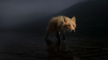 Karya Jonny Armstrong (AS). Potrrt rubah yang tengah sibuk mencari bangkai salmon yang mati setelah bertelur di perairan dangkal iDanau Karluk, di Pulau Kodiak Alaska. Alat: Canon EOS 7D + 17–55mm f2.8 lens at 17mm; 1/250 second at f8; ISO400; Nikon SB 28 flash; Radio-triggered Photek Softlighter. Foto: Wildlife Photographer of the Year 